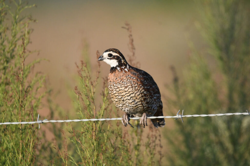 Blazing-Star-October-2025---Bobwhite-quail---Berri-Moffett-Katie-Sierra