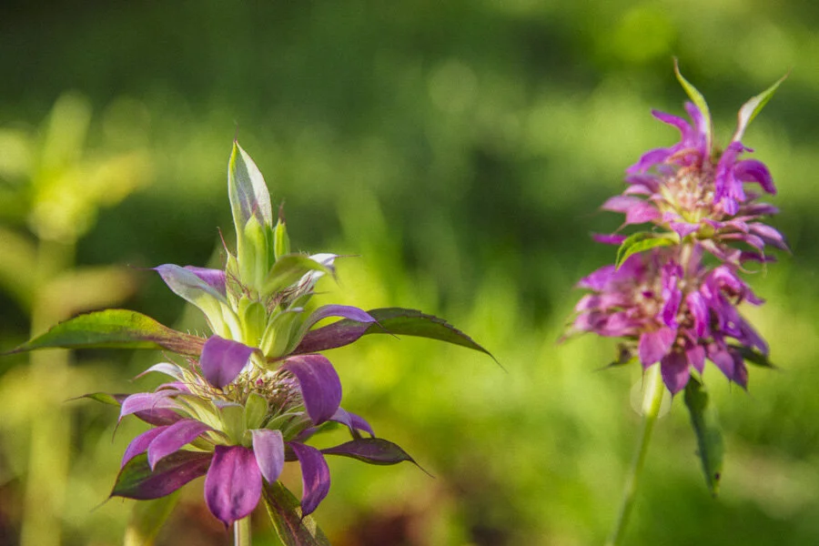 Lemon-Beebalm-Flowers-1