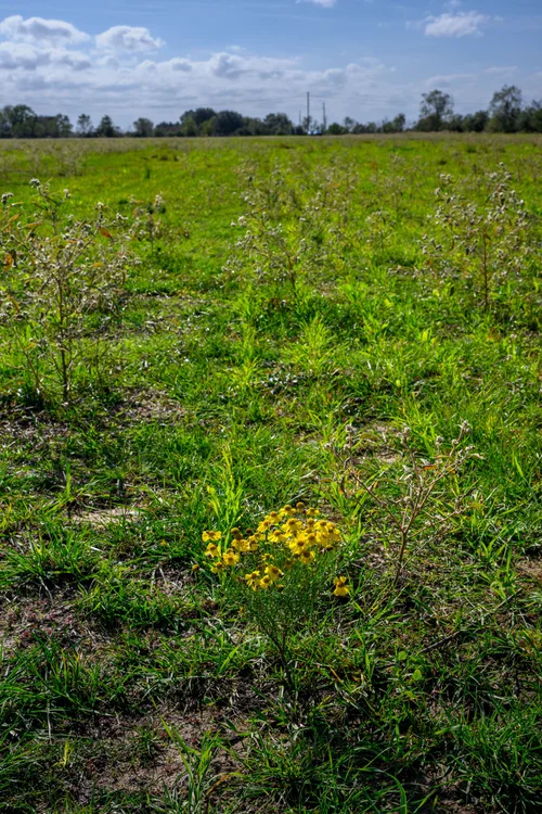 small+sneezeweed+cover+crop+20241125+Katy+Prairie+DSC_9721.jpg_format=500w